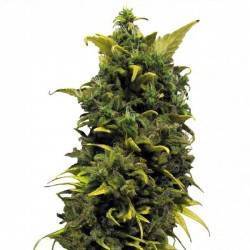BLUE CHEESE · Barneys Farm