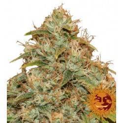 CBD LEMON POTION AUTO