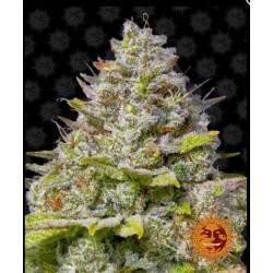 BLUE GELATO 41 · Barneys Farm