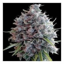 Killer A5 Haze · Ace Seeds...