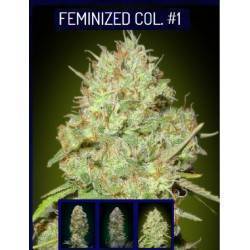 Feminized Col 1 · Advanced...