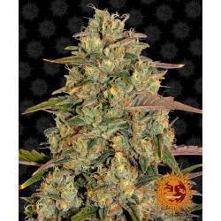 AMNESIA LEMON · Barneys Farm