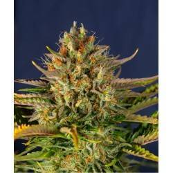 AUTO CREAM MANDARINE XXL