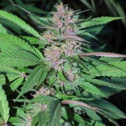 Pakistan Chitral Kush · Ace...