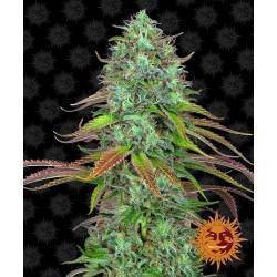 LSD AUTO· Barneys Farm ·...