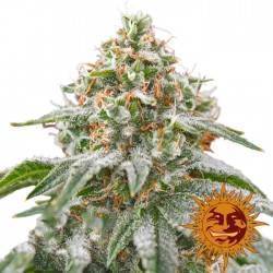 PINK KUSH · Barneys Farm ·...