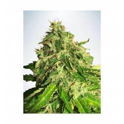 AUTO CANNABIS LIGHT ·...