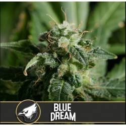 Blue Dream