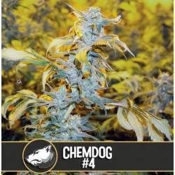 Chemdog 4 · Blimburn Seeds