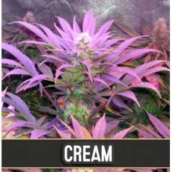 Cream Auto · Blimburn Seeds