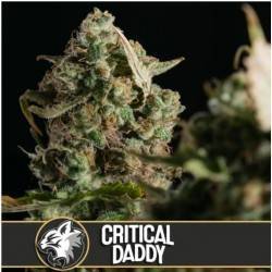 Critical Daddy Purple