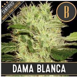 Dama Blanca · Blimburn Seeds