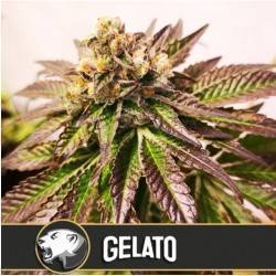 Gelato · Blimburn Seeds