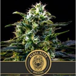Mamba Negra · Blimburn Seeds