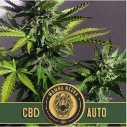 Mamba Negra Auto CBD ·...