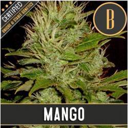 Mango · Blimburn Seeds