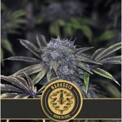 Narkosis · Blimburn Seeds