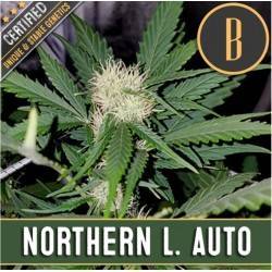 Northern Lights Auto ·...