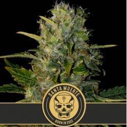 Santa Muerte · Blimburn Seeds