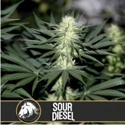 Sour Diesel · Blimburn Seeds