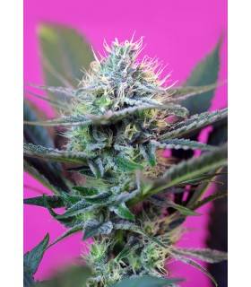 + SPEED · Sweet Seeds ·...