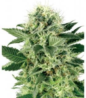 AUTO NORTHERN LIGHTS