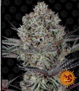 DOS SI DOS 33 · Barneys Farm