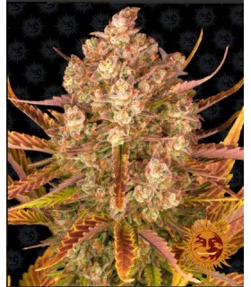 DOS SI DOS AUTO · Barneys Farm