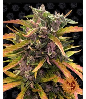 GORILLA GLUE AUTO · Barneys...