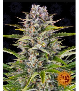 GORILLA ZKITTLEZ AUTO ·...