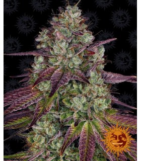 MIMOSA EVO · Barneys Farm