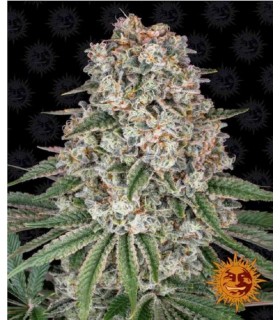 TROPICANNA BANANA · Barneys...