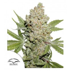 AUTO LEMON KIX · Dutch Passion