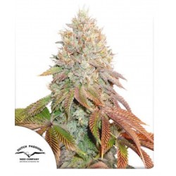 AUTO BANANA BLAZE · Dutch...