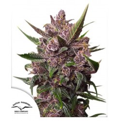 AUTO BLACKBERRY KUSH ·...