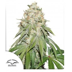 BANANA BLAZE · Dutch Passion