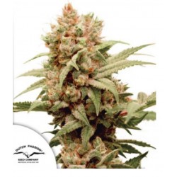 CBG-FORCE · Dutch Passion