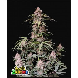 Amnesia Zkittlez Auto ·...