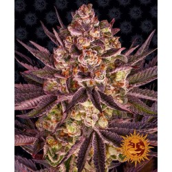 BISCOTTI MINTZ · Barneys...