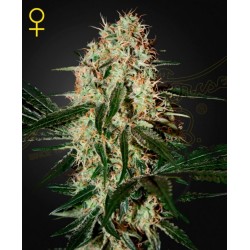 ARJAN'S HAZE 3 · Green...