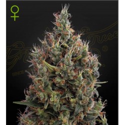 AUTO BIG BANG · Green House...