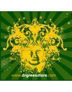 Dr Green Seeds - Maximum Quality in Feminized and Autoflowering Seeds